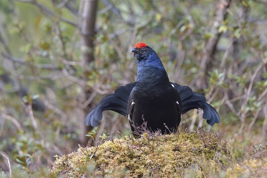 Black grouse (Lyrurus tetrix), courtshiping Black Grouse cock, Tyrol, Austria