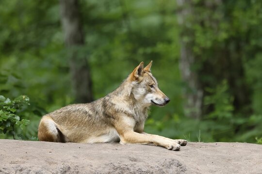 European gray wolf (Canis lupus), adult lying on a hill, captive