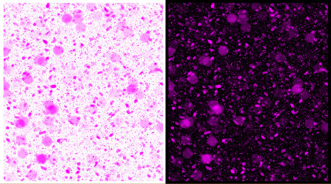 Microscopic purple cells background, biological bacteria texture on white and black, scientific medical research illustration