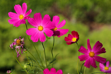 blooming cosmos in the garden  © laykamars