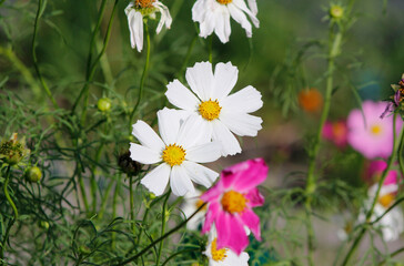Fototapeta premium blooming cosmos in the garden 