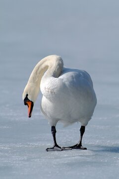 Mute Swan (Cygnus olor), Lake Reintaler-See, Tyrol, Austria, Europe