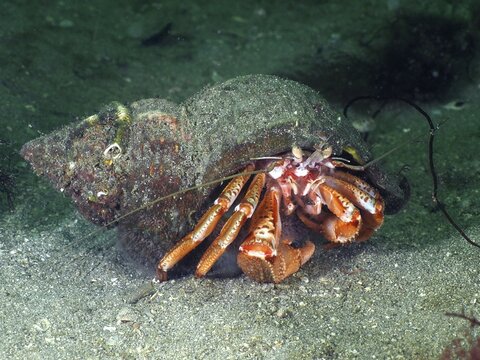 A Striped hermit crab (Pagurus anachoretus) in its shell moves across the sandy seabed. Dive site Rinvyle, Co. Galway, Irish Sea, North Atlantic, Ireland