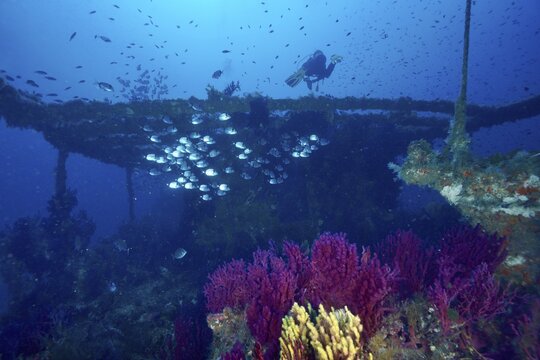 Shiny silvery fish, common sea bream (Diplodus vulgaris), swim on the deck of a wreck overgrown with soft corals and violescent sea-whips (Paramuricea clavata), at the Le Grec wreck dive site, Giens Peninsula, Provence-Alpes-C&ocirc;te d'Azur, France