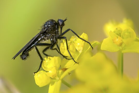 Empididae spec, dance fly spec, balloon flies, dagger flies, diptera, insects, two-winged birds