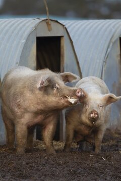 Pig (Sus domesticus) two adult animals standing by a pigsty in a farm field, Suffolk, England, United Kingdom