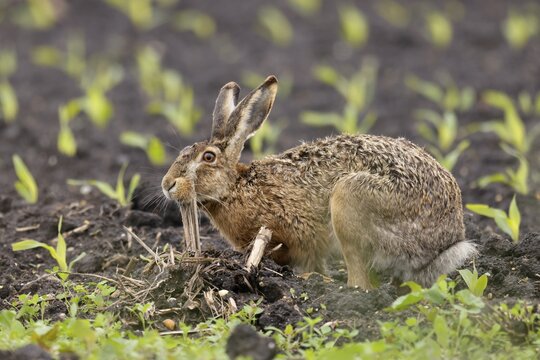 European hare (Lepus europaeus) in a field, wildlife, Burgenland, Austria