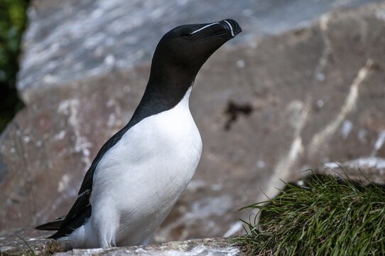 Alca Torda, Norway, Razorbill, Tordalk, Varanger, Alcidae, Alkenv&ouml;gel, Birds, Lesser Auk, Razor-billed Auk, Birds, Waterbirds