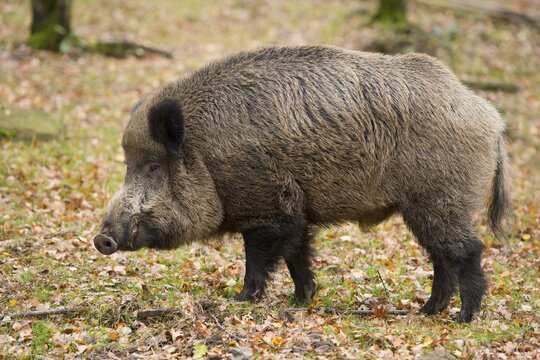 Wild Boar (Sus scrofa), tusker, captive, Saxony, Germany