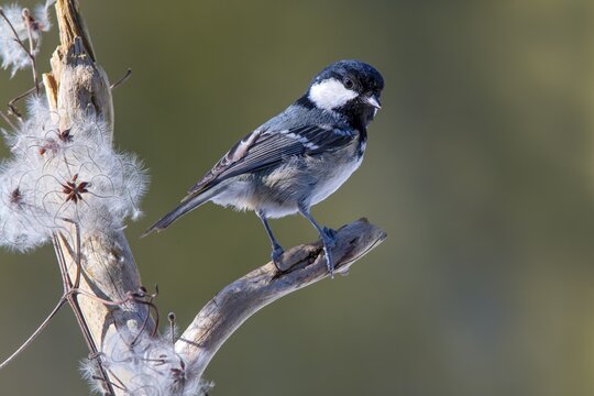 Coal tit (Parus ater), sitting on a branch, Terfens, Tyrol, Austria