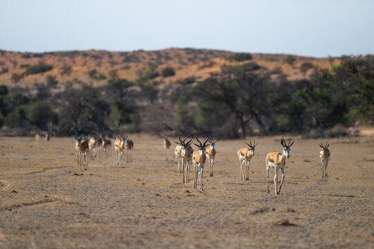 Springbok (Antidorcas marsupialis), herd in the dry Auob riverbed, Kalahari Desert, Kgalagadi Transfrontier Park, South Africa