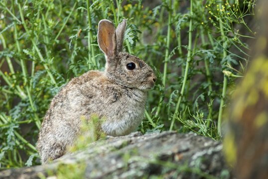 European rabbit, hare-like, rabbit, oryctolagus cuniculus, wild rabbit, Extremadura, mammals, rabbit, Spain, mammals