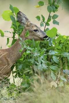 Female roe deer (Capreolus capreolus) in a meadow, grazing on a leaf, feeding, browsing, Vechta, Lower Saxony, Germany
