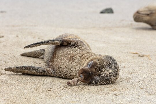 Sea lion pup (Zalophus wollebaeki), San Cristobal, Galapagos, Ecuador
