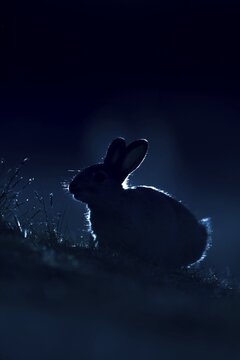 Rabbit (Oryctolagus cuniculus) juvenile baby bunny animal feeding on grass backlit during the evening, Suffolk, England, United Kingdom