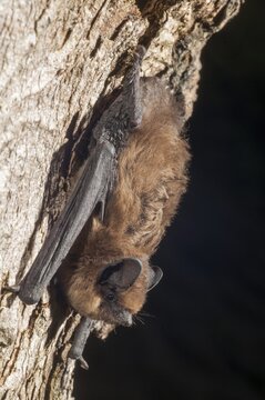 Nathusius pipistrelle, Pipistrellus nathusii, roughskin bat, bats, chiroptera, bats, high size, portrait format, mammals, mammals