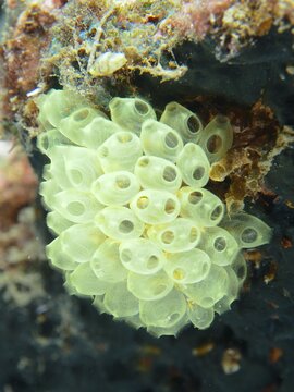 A collection of transparent specimens of juvenile robust reef scabbard (Atriolum robustum) in the sea, dive site Prapat, Penyapangan, Bali, Indonesia