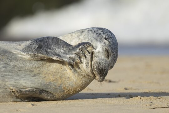 Grey seal (Halichoerus grypus) adult animal scratching its face on a seaside beach, Norfolk, England, United Kingdom