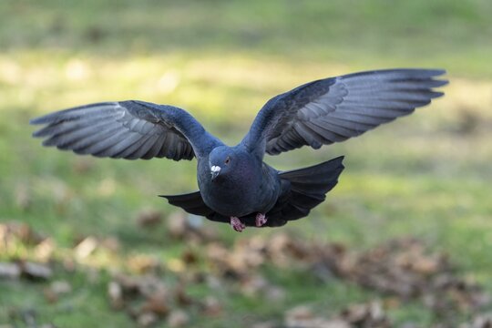 City dove (Columba livia forma domestica) in flight, wildlife, Germany