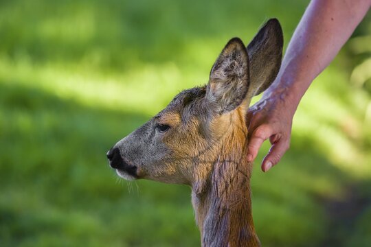 A hand-raised female roe deer (Capreolus capreolus) lets a human cuddle her