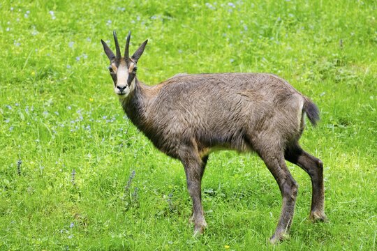 Chamois (Rupicapra rupicapra), meadow, captive, Germany
