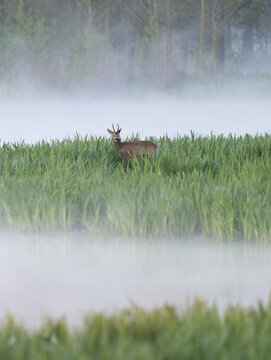 Roe deer (Capreolus capreolus), roe buck in winter coat, winter cover standing in a wet meadow, in a wetland biotope at a lake, morning mist, fog, wildlife, Lower Saxony, Germany