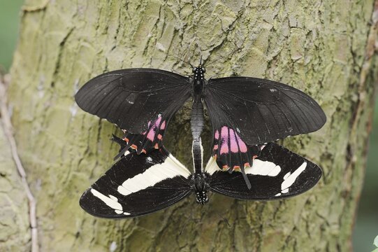 Torquatus Swallowtail (Papilio torquatus), pair copulating, captive, occurring in South America