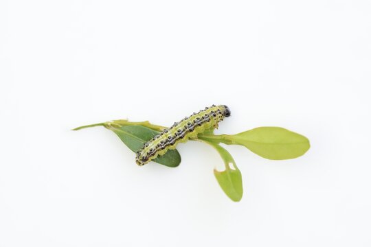 Box tree moth (Cydalima perspectalis), caterpillar eating leaves of box tree (Buxus sempervirens) on white background, North Rhine-Westphalia, Germany