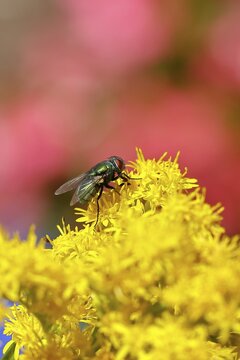 Golden fly (Lucilia caesar) on a yellow flower of the Solidago canadensis (Solidago canadensis), macro photograph, close-up, Wilnsdorf, North Rhine-Westphalia, Germany