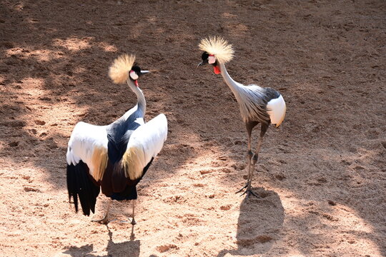 grey crowned cranes in zoo enclosure, grey crowned cranes standing in a zoo enclosure. elegant african birds with golden crown feathers, black plumage and distinctive red facial patches in a wildlife 