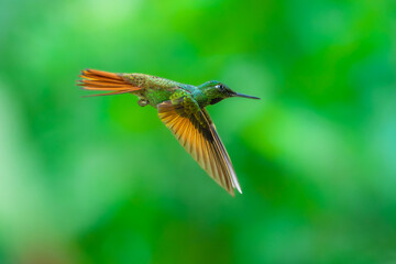 Naklejka premium MasterClass photo. Brazilian Ruby (Clytolaema rubricauda) hummingbird captured in mid-flight hovering with its wings spread, set against a green bokeh background in the Atlantic Forest of Brazil.