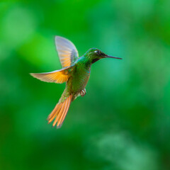 Brazilian Ruby hummingbird (Heliodoxa rubricauda) hovering in mid-air with outstretched wings, showcasing its green body, coppery-rufous tail, and flashing ruby throat against a natural background. © Miroslav Srb