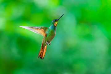 Naklejka premium MasterClass photo. Brazilian Ruby (Clytolaema rubricauda) hummingbird captured in mid-flight hovering with its wings spread, set against a green bokeh background in the Atlantic Forest of Brazil.