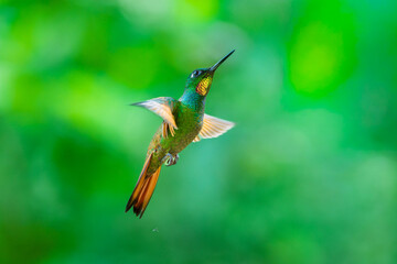 Fototapeta premium Brazilian Ruby hummingbird (Heliodoxa rubricauda) hovering in mid-air with outstretched wings, showcasing its green body, coppery-rufous tail, and flashing ruby throat against a natural background.