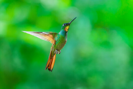 MasterClass photo. Brazilian Ruby (Clytolaema rubricauda) hummingbird captured in mid-flight hovering with its wings spread, set against a green bokeh background in the Atlantic Forest of Brazil.