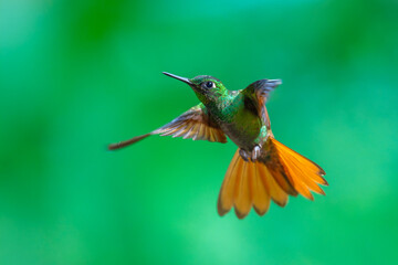 Naklejka premium MasterClass photo. Brazilian Ruby (Clytolaema rubricauda) hummingbird captured in mid-flight hovering with its wings spread, set against a green bokeh background in the Atlantic Forest of Brazil.