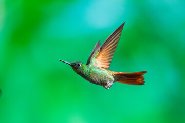 Brazilian Ruby hummingbird (Heliodoxa rubricauda) hovering in mid-air with outstretched wings, showcasing its green body, coppery-rufous tail, and flashing ruby throat against a natural background. © Miroslav Srb