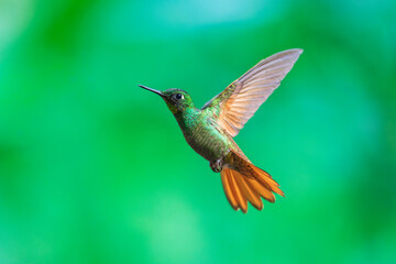 Brazilian Ruby hummingbird (Heliodoxa rubricauda) hovering in mid-air with outstretched wings, showcasing its green body, coppery-rufous tail, and flashing ruby throat against a natural background. © Miroslav Srb