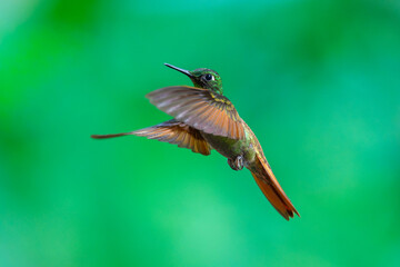 Fototapeta premium Brazilian Ruby hummingbird (Heliodoxa rubricauda) hovering in mid-air with outstretched wings, showcasing its green body, coppery-rufous tail, and flashing ruby throat against a natural background.