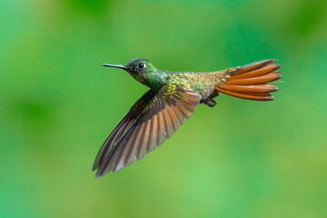 Fototapeta premium Brazilian Ruby hummingbird (Heliodoxa rubricauda) hovering in mid-air with outstretched wings, showcasing its green body, coppery-rufous tail, and flashing ruby throat against a natural background.
