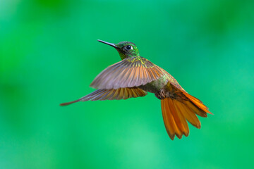 Naklejka premium MasterClass photo. Brazilian Ruby (Clytolaema rubricauda) hummingbird captured in mid-flight hovering with its wings spread, set against a green bokeh background in the Atlantic Forest of Brazil.