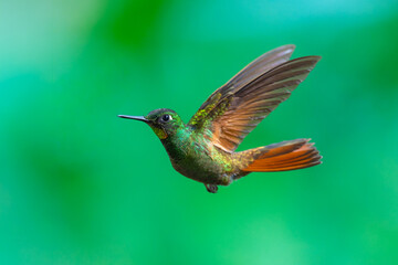 Brazilian Ruby hummingbird (Heliodoxa rubricauda) hovering in mid-air with outstretched wings, showcasing its green body, coppery-rufous tail, and flashing ruby throat against a natural background. © Miroslav Srb
