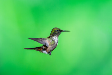 Festive Coquette hummingbird (Lophornis chalybeus) hovering in mid-air with outstretched wings, showcasing its rufous face, and iridescent green plumage against a natural green background. © Miroslav Srb