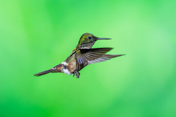 Fototapeta premium Masterclass photo. Festive Coquette (Lophornis chalybeus) hummingbird captured in mid-flight hovering against a vibrant green bokeh background in the Atlantic Forest of Brazil.