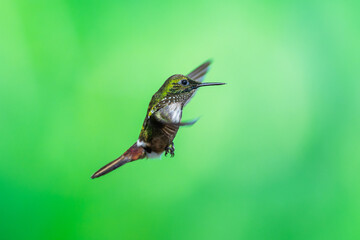 Festive Coquette hummingbird (Lophornis chalybeus) hovering in mid-air with outstretched wings, showcasing its rufous face, and iridescent green plumage against a natural green background. © Miroslav Srb
