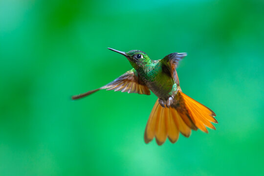 MasterClass photo. Brazilian Ruby (Clytolaema rubricauda) hummingbird captured in mid-flight hovering with its wings spread, set against a green bokeh background in the Atlantic Forest of Brazil.