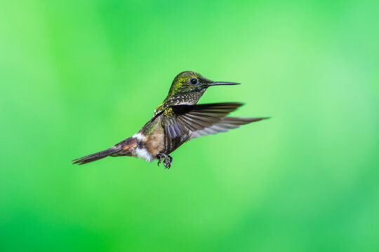 Masterclass photo. Festive Coquette (Lophornis chalybeus) hummingbird captured in mid-flight hovering against a vibrant green bokeh background in the Atlantic Forest of Brazil.