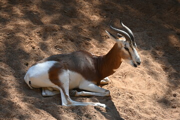 Two white antelopes standing on sandy ground © Галина Миронюк