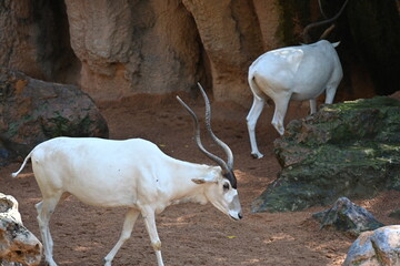 Two white antelopes standing on sandy ground © Галина Миронюк