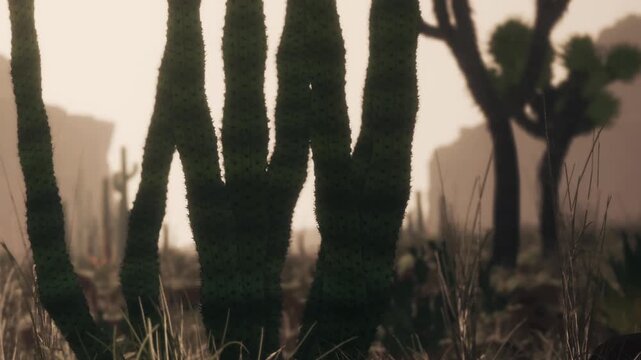 In a desert area, cacti grow tall and strong as the sun sets in the background. The warm light casts shadows on the ground and highlights the plants.